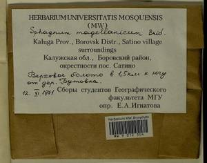 Sphagnum magellanicum Brid., Гербарий мохообразных, Мхи - Центральное Нечерноземье (B6) (Россия)