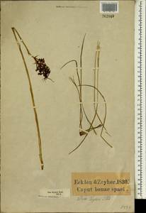 Disa porrecta Sw., Африка (AFR) (ЮАР)