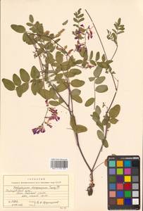 Копеечник щетинистоплодный Turcz., Сибирь, Дальний Восток (S6) (Россия)