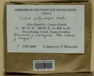 Leskea polycarpa Hedw., Гербарий мохообразных, Мхи - Западная Сибирь (включая Алтай) (B15) (Россия)