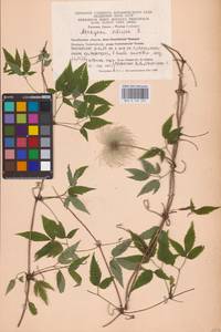 Княжик сибирский (L.) Mill., Восточная Европа, Восточный район (E10) (Россия)