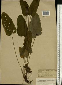 Betonica officinalis subsp. officinalis, Восточная Европа, Центральный лесостепной район (E6) (Россия)