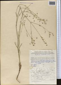 Володушка высокая M.Bieb., Средняя Азия и Казахстан, Северный и Центральный Тянь-Шань (M4) (Киргизия)