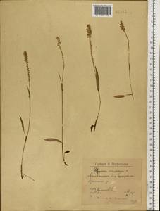 Змеевик живородящий, Горец живородящий (L.) Delarbre, Восточная Европа, Северный район (E1) (Россия)