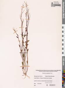 Эвтрема Эдвардса R.Br., Сибирь, Чукотка и Камчатка (S7) (Россия)