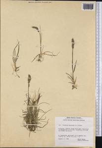 Koeleria spicata (L.) Barberá, Quintanar, Soreng & P.M.Peterson, Америка (AMER) (Гренландия)