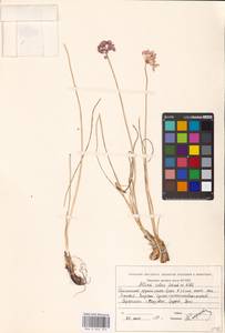 Лук красноватый Schrad. ex Willd., Восточная Европа, Восточный район (E10) (Россия)