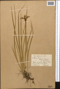 Ирис короткотрубчатый (Maxim.) Doronkin, Средняя Азия и Казахстан, Северный и Центральный Тянь-Шань (M4) (Киргизия)