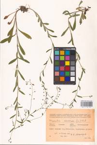 MHA 0 153 049, Незабудка полевая (L.) Hill, Восточная Европа, Средневолжский район (E8) (Россия)