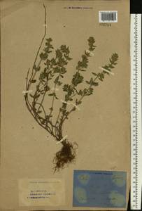 Пахучка полевая, Щебрушка полевая (L.) Kuntze, Восточная Европа, Восточный район (E10) (Россия)