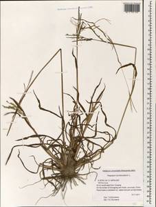 Paspalum scrobiculatum L., Зарубежная Азия (ASIA) (КНР)
