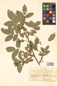 Шиповник иглистый Lindl., Сибирь, Дальний Восток (S6) (Россия)