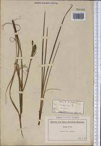 Iris virginica L., Америка (AMER) (США)