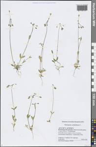 Костенец зонтичный L., Восточная Европа, Нижневолжский район (E9) (Россия)