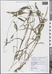 Щетинник зеленый (L.) P.Beauv., Кавказ, Краснодарский край и Адыгея (K1a) (Россия)