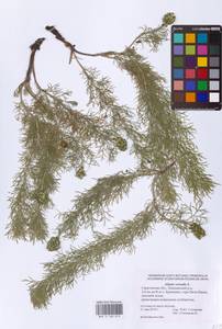 Горицвет весенний, Адонис весенний L., Восточная Европа, Нижневолжский район (E9) (Россия)