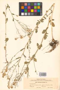 Сурепка обыкновенная W.T.Aiton, Восточная Европа, Центральный лесостепной район (E6) (Россия)