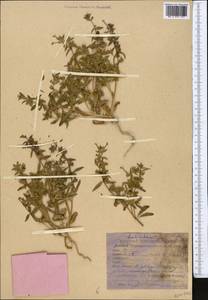 Lamiaceae, Средняя Азия и Казахстан, Каракумы (M6) (Туркмения)