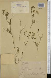 Apiaceae, Зарубежная Азия (ASIA) (КНР)