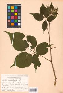 Ежевика канадская L., Восточная Европа, Московская область и Москва (E4a) (Россия)