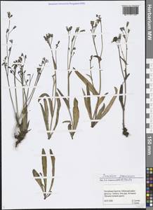 Ixeris chinensis subsp. versicolor (Fisch. ex Link) Kitam., Сибирь, Прибайкалье и Забайкалье (S4) (Россия)