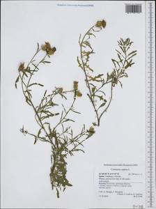 Centaurea aspera L., Западная Европа (EUR) (Испания)