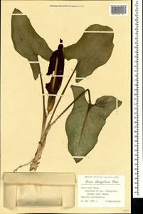 Arum orientale subsp. orientale, Крым (KRYM) (Россия)
