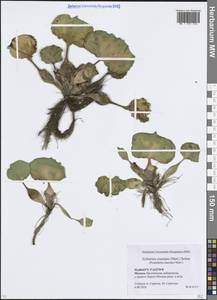 Pontederia crassipes Mart., Восточная Европа, Московская область и Москва (E4a) (Россия)