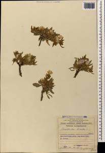 Вьюнок узколистный L., Кавказ, Азербайджан (K6) (Азербайджан)