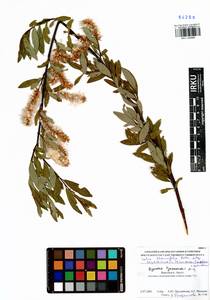 Ива жестеролистная Pall., Сибирь, Прибайкалье и Забайкалье (S4) (Россия)