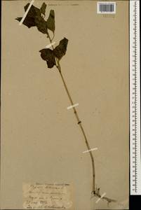 Alkekengi officinarum Moench, Кавказ, Ставропольский край, Карачаево-Черкесия, Кабардино-Балкария (K1b) (Россия)