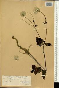 Ranunculaceae, Зарубежная Азия (ASIA) (КНР)
