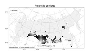 Potentilla conferta, Лапчатка сжатая Bunge, Атлас флоры России (FLORUS) (Россия)