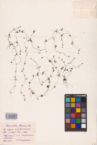 Лютик Гмелина DC., Восточная Европа, Восточный район (E10) (Россия)