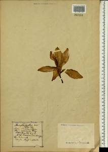 Hippeastrum puniceum (Lam.) Voss, Африка (AFR) (Неизвестно)