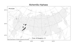 Alchemilla rhiphaea, Манжетка рифейская Juz., Атлас флоры России (FLORUS) (Россия)