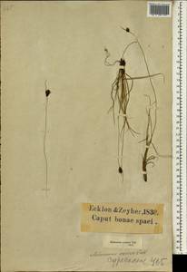 Ficinia deusta (P.J.Bergius) Levyns, Африка (AFR) (ЮАР)