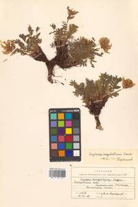 Остролодочник Майделя Trautv., Сибирь, Дальний Восток (S6) (Россия)