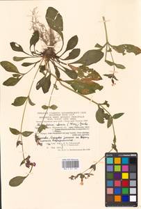 Silene dioica subsp. dioica, Восточная Европа, Московская область и Москва (E4a) (Россия)
