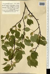 Яблоня ягодная (L.) Borkh., Монголия (MONG) (Монголия)