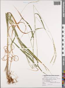 Пырейник собачий (L.) L., Восточная Европа, Белоруссия (E3a) (Белоруссия)