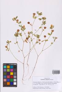 Клевер полевой, Клевер равнинный Schreb., Сибирь, Дальний Восток (S6) (Россия)