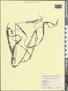 Хордэлимус европейский (L.) Jess. ex Harz, Кавказ, Азербайджан (K6) (Азербайджан)