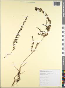 Подмаренник распростертый M.Bieb., Кавказ, Краснодарский край и Адыгея (K1a) (Россия)