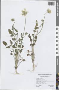 Тордилиум большой, Тордилиум крупный L., Зарубежная Азия (ASIA) (Турция)