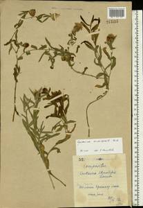 Василек волосистоголовый M. Bieb. ex Willd., Восточная Европа, Северо-Украинский район (E11) (Украина)