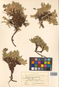 Остролодочник аянский (Regel & Tiling) Bunge, Сибирь, Дальний Восток (S6) (Россия)