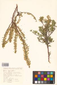 Спирея зверобоелистная, Таволга зверобоелистная L., Восточная Европа, Нижневолжский район (E9) (Россия)