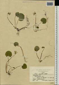 Фиалка лысая Ledeb., Восточная Европа, Московская область и Москва (E4a) (Россия)