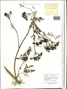 Болиголов крапчатый, Болиголов пятнистый L., Кавказ, Ставропольский край, Карачаево-Черкесия, Кабардино-Балкария (K1b) (Россия)